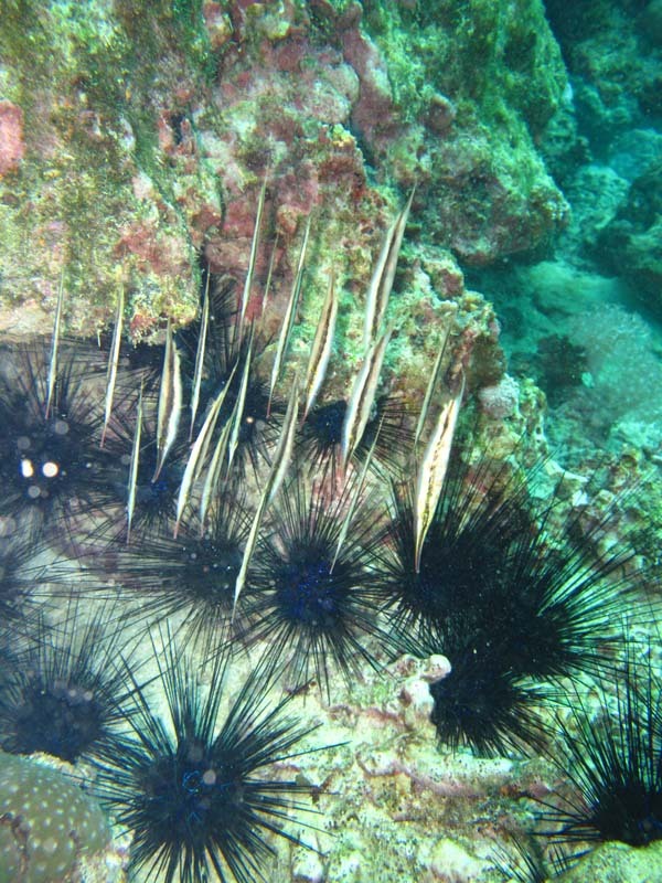 在菲律宾Boracay岛初次体验潜水-活动-19楼70
