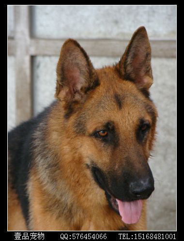 自己繁殖赛级小德牧接受预定-宠物相关交易区