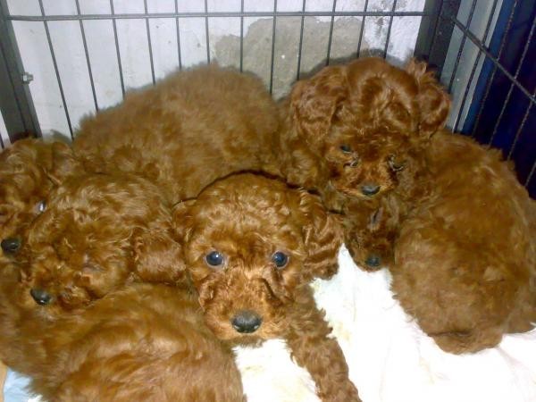 ◢◢人见人爱,车见车载的小泰迪,找新家咯◣◣