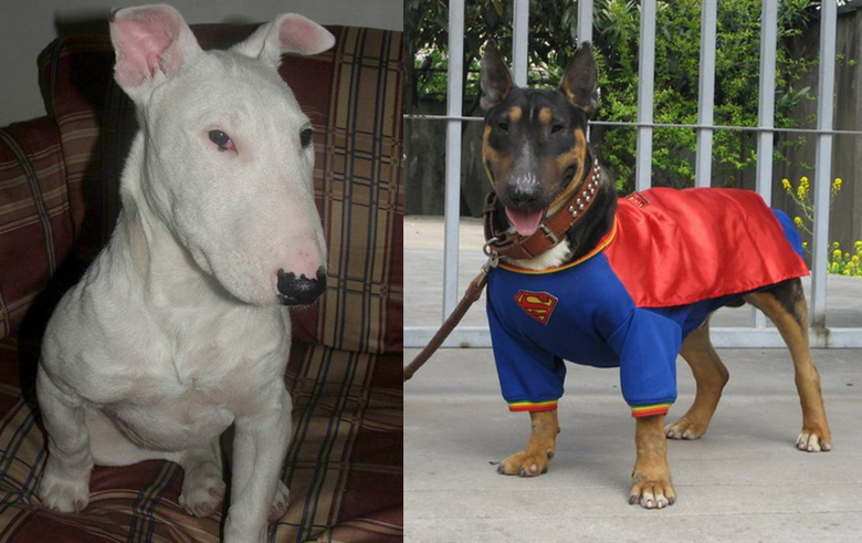 贱狗宝宝出不了手,我家养不下了,被迫暴跌至2500。哭死