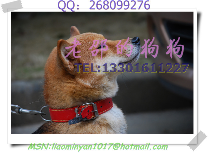 纯种家养黄色白色黑色柴犬宝宝出售!欢迎上门