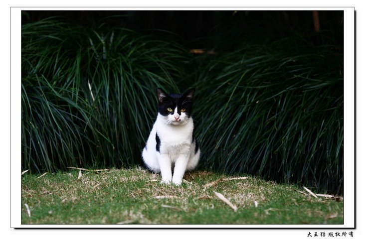 ★流浪猫的生活也很精彩,公园里猫王国的那些