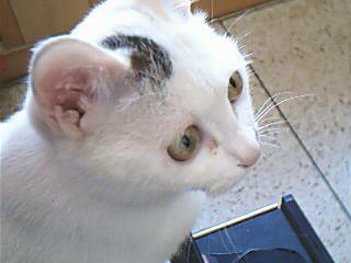 带宠物回家 想火车托运 办证费用一套要多少?