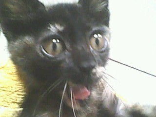 带宠物回家 想火车托运 办证费用一套要多少?