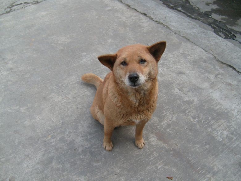 土狗也快乐-生活在龙井村的可爱土狗们-家有宠