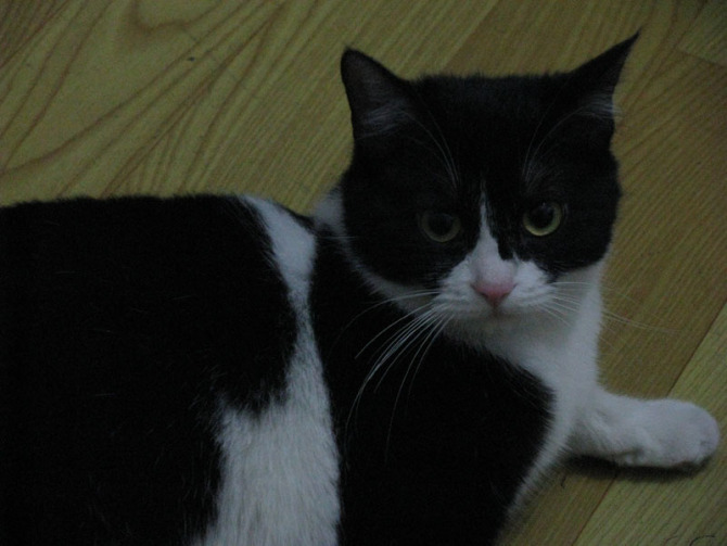 帮忙看看我们家猫猫的品种-家有宠物-杭州19楼