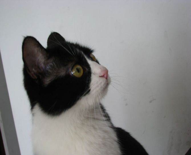 帮忙看看我们家猫猫的品种-家有宠物-杭州19楼