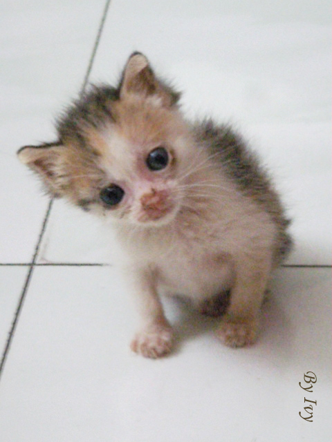 猫咖开业,爱猫人士看过来,打造杭城爱猫一族聚