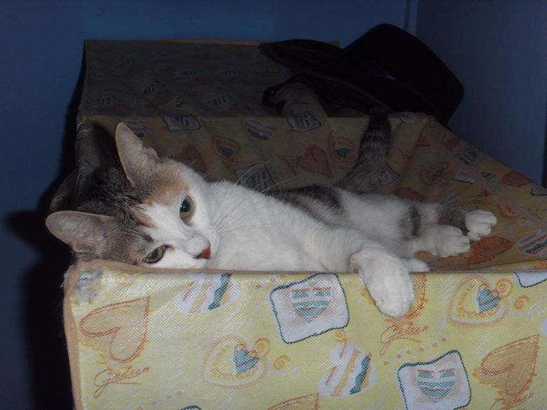 猫咖开业,爱猫人士看过来,打造杭城爱猫一族聚