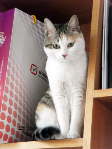 猫咖开业,爱猫人士看过来,打造杭城爱猫一族聚