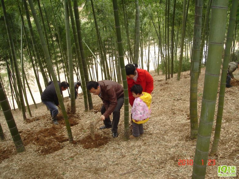 挖冬笋摘草莓 余杭竹乡一日游圆满完成-悦动车友会-杭州19楼