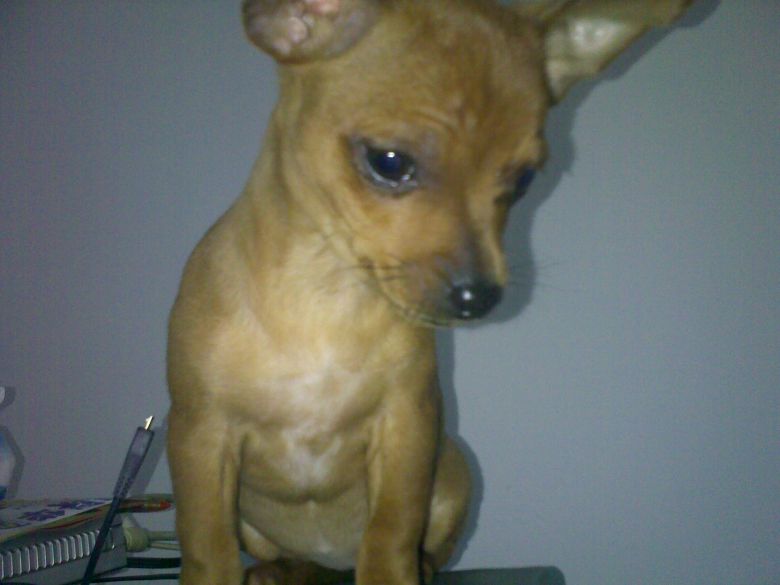 这个算小鹿犬还是吉娃娃