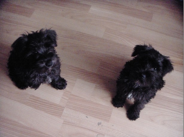 晒晒我家的雪纳瑞串串~~~我是漂亮的混血儿~~~~多图-家有宠物-杭州19楼