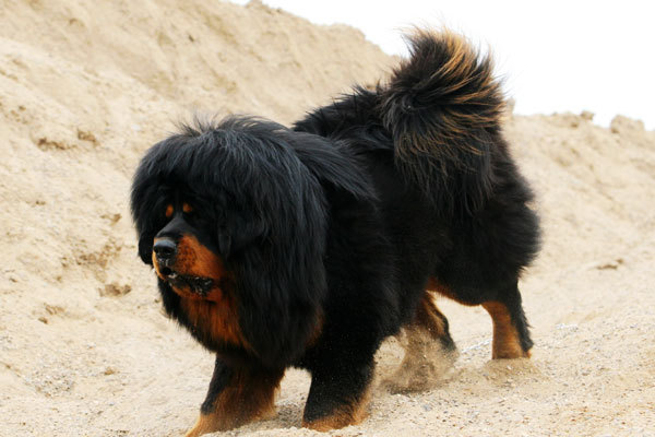 现在有多少人喜欢大型狗(我家养过狗的图)-家有