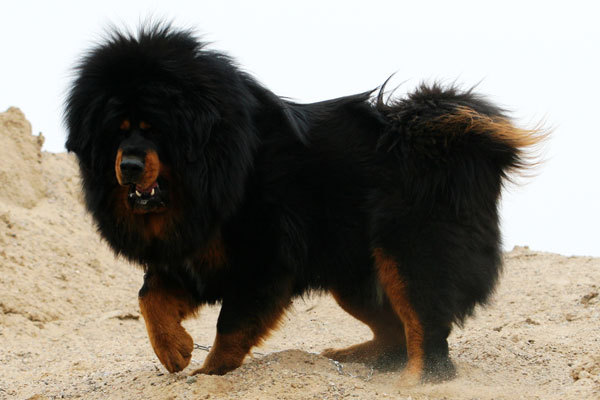 现在有多少人喜欢大型狗(我家养过狗的图)-家有