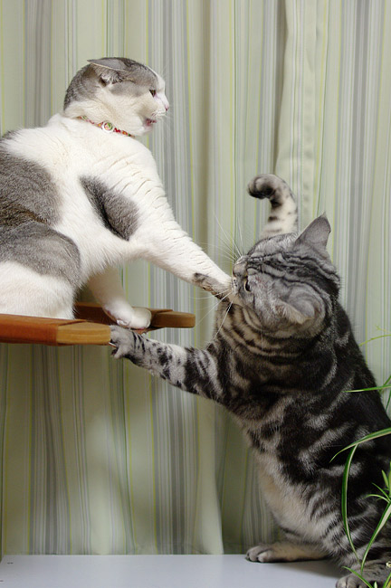 两只猫在打架-边走边拍-杭州19楼