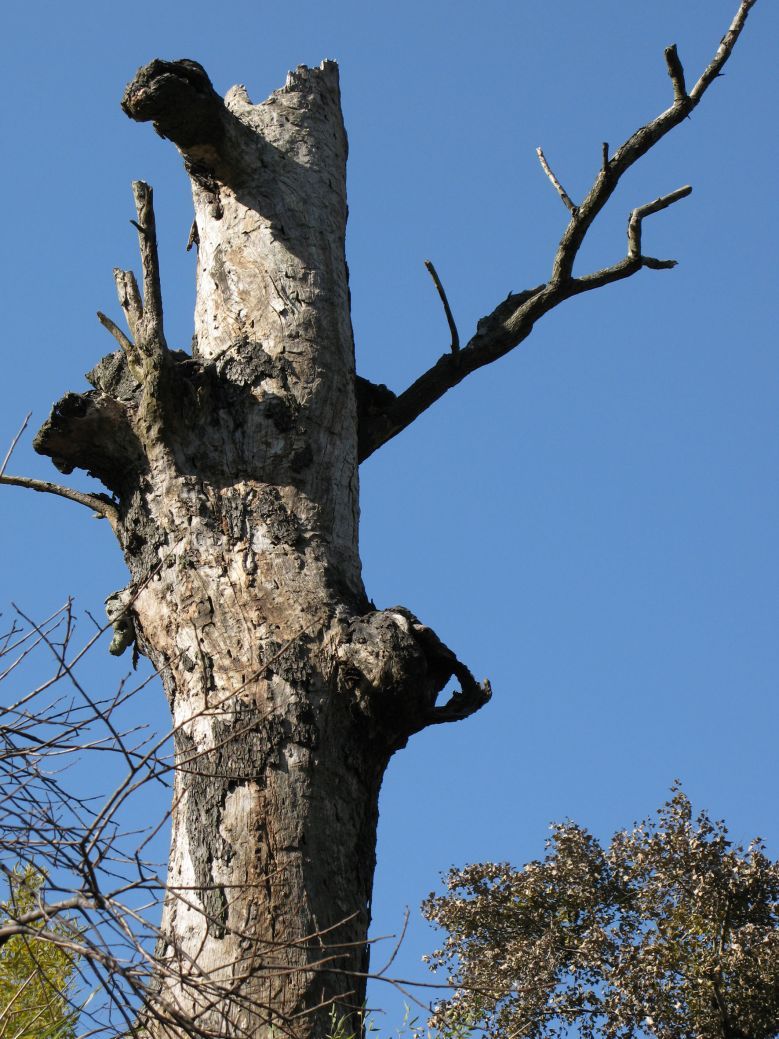 ÔzӰƷ