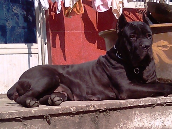 意大利卡斯罗一岁半-家有宠物-杭州19楼