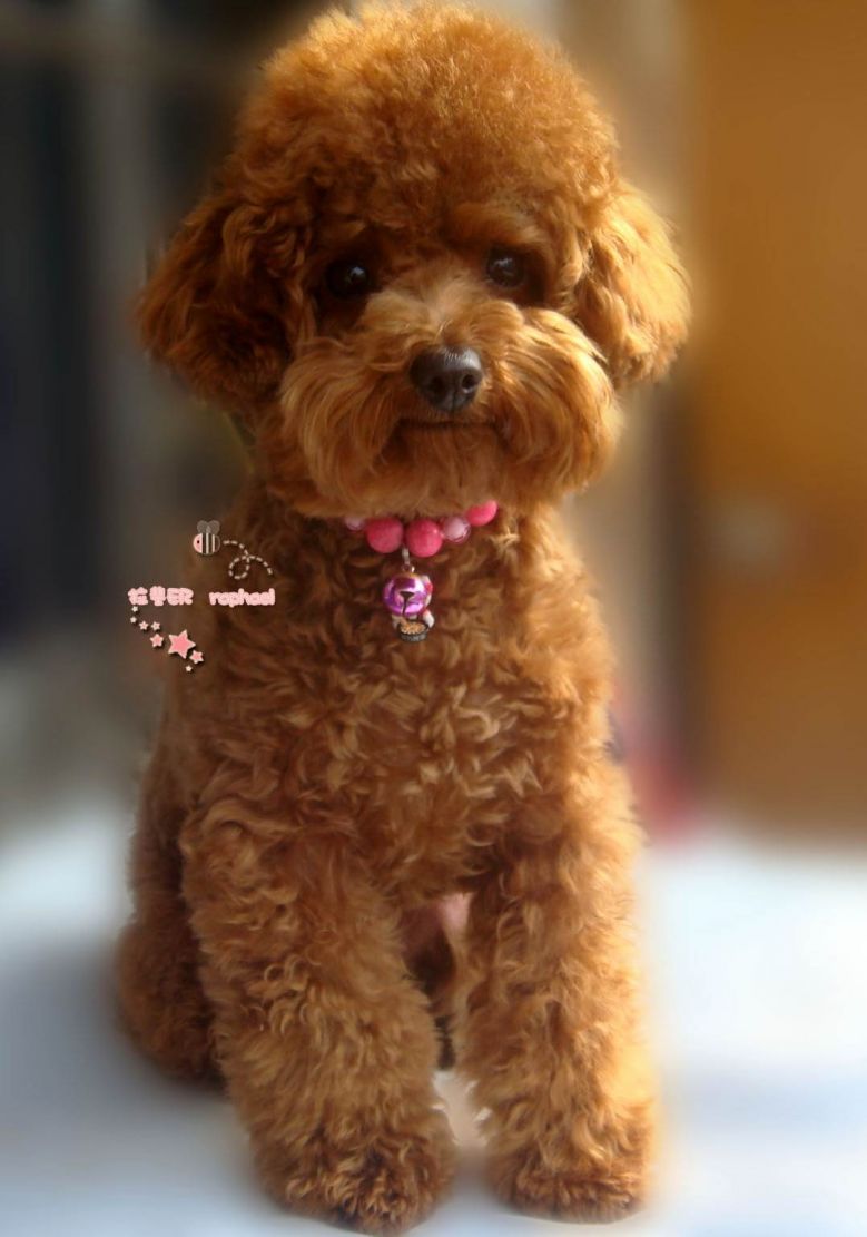 (∩ε∩)首贴NO.1拉菲是个小怪兽[跟新跟新]-家