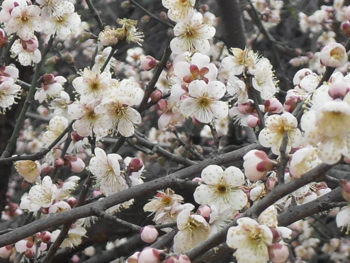 靈峰的梅花開了