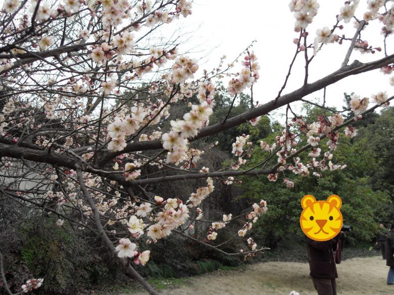 靈峰的梅花開了