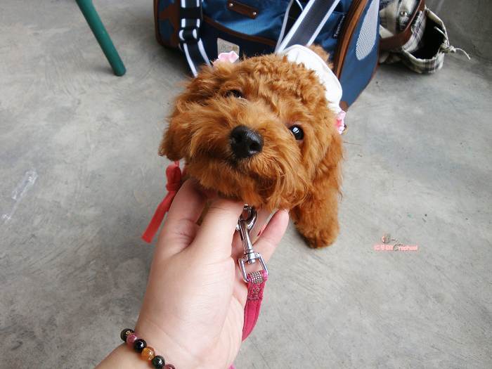 (∩ε∩)首贴NO.1拉菲是个小怪兽[跟新跟新]-家