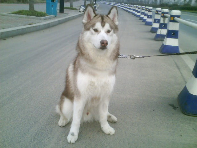 现在想为我家闺女 母 哈士奇 找个相公 各位成年