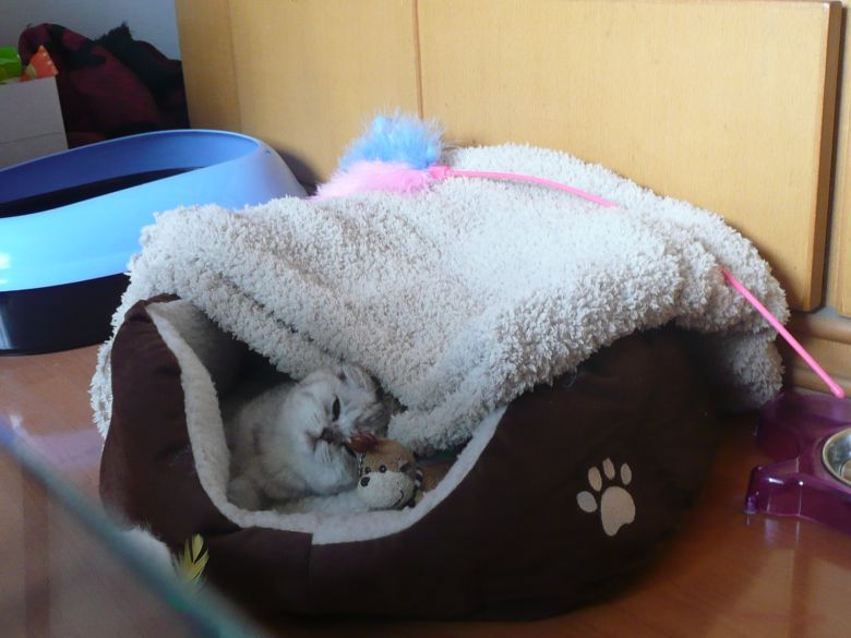 小猫体检-家有宠物-杭州19楼