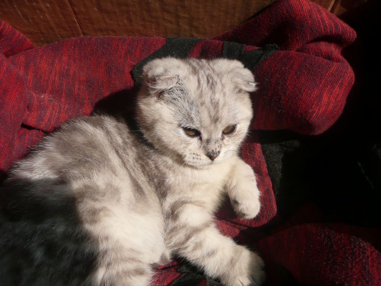 小猫体检-家有宠物-杭州19楼