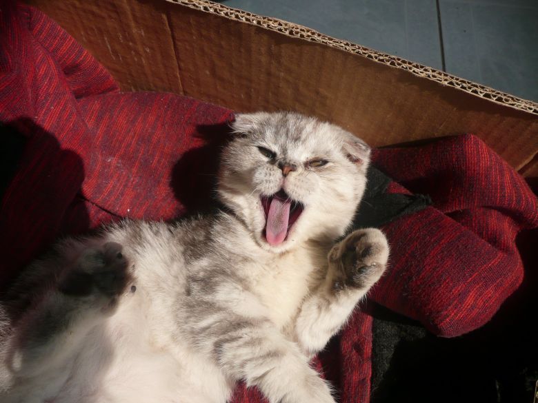 小猫体检-家有宠物-杭州19楼