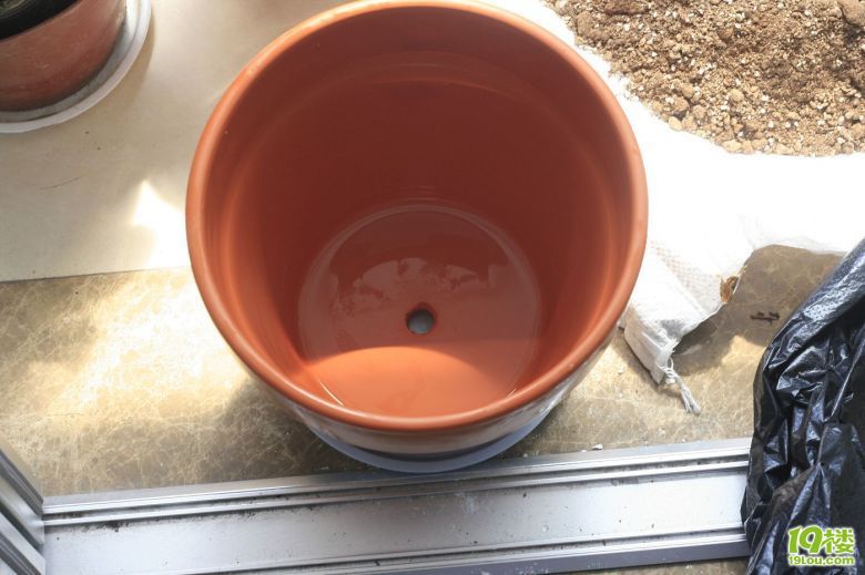 趁天气好给君子兰换盆-花鸟鱼虫-居家生活-杭州