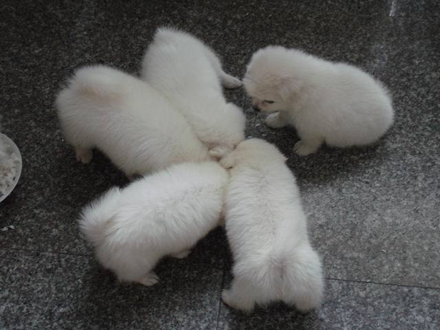 家养可爱狐狸犬狗狗找新主人