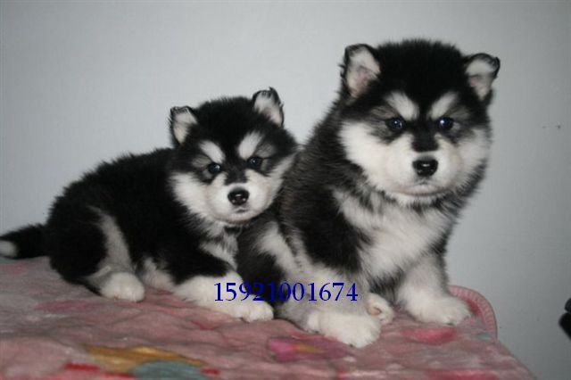 上海宠物繁殖基地直销纯种萨摩 哈士奇 阿拉斯