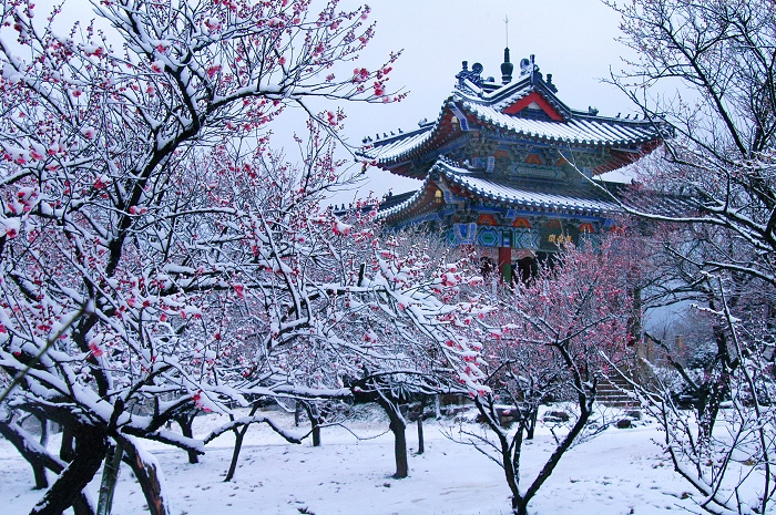 梅花欢喜满天雪