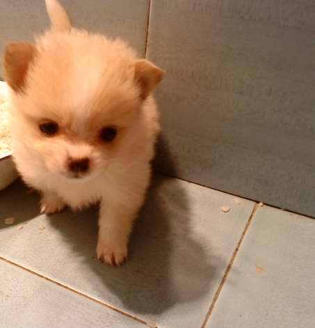 家养可爱狐狸犬狗狗找新主人-宠物相关交易区