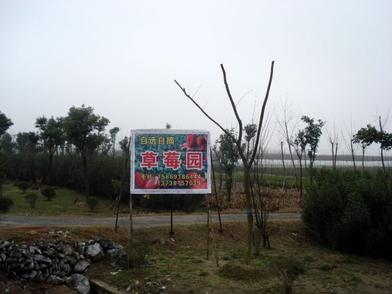 求杭州摘草莓的地方.-第2页-旅游问答-大杭州旅