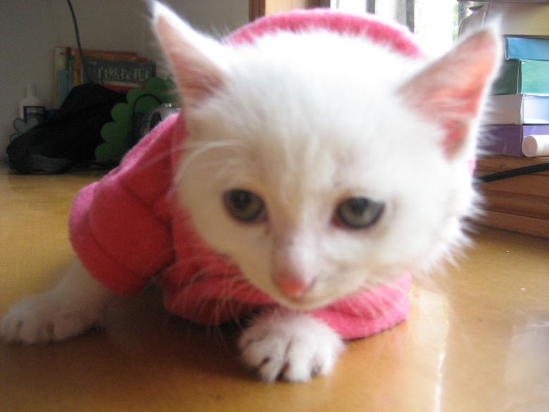 小<em>白猫</em>咪咪的可爱<em>照片</em>-家有宠物-杭州19楼