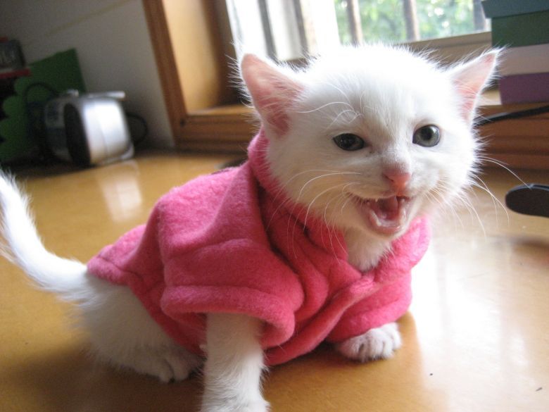 小<em>白猫</em>咪咪的可爱<em>照片</em>-家有宠物-杭州19楼