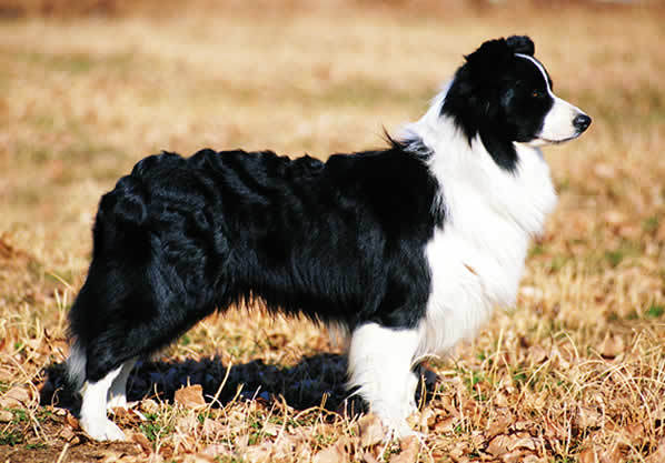 杭州家养边境牧羊犬白金汉宫顶级血系幼犬预定