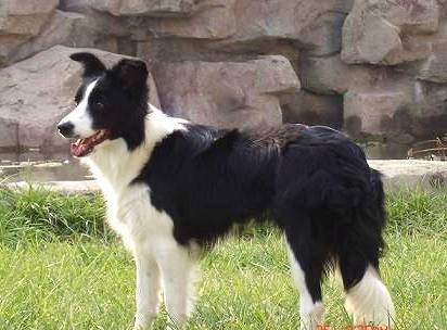 杭州家养边境牧羊犬白金汉宫顶级血系幼犬预定