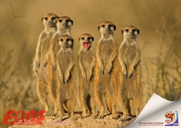 南非世界杯 联通WO要出发咯-其他-联通沃时代