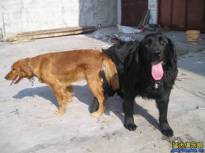 惊奇!两只金毛交配产出黑色小金毛!-第2页-宠物送养区-杭州19楼