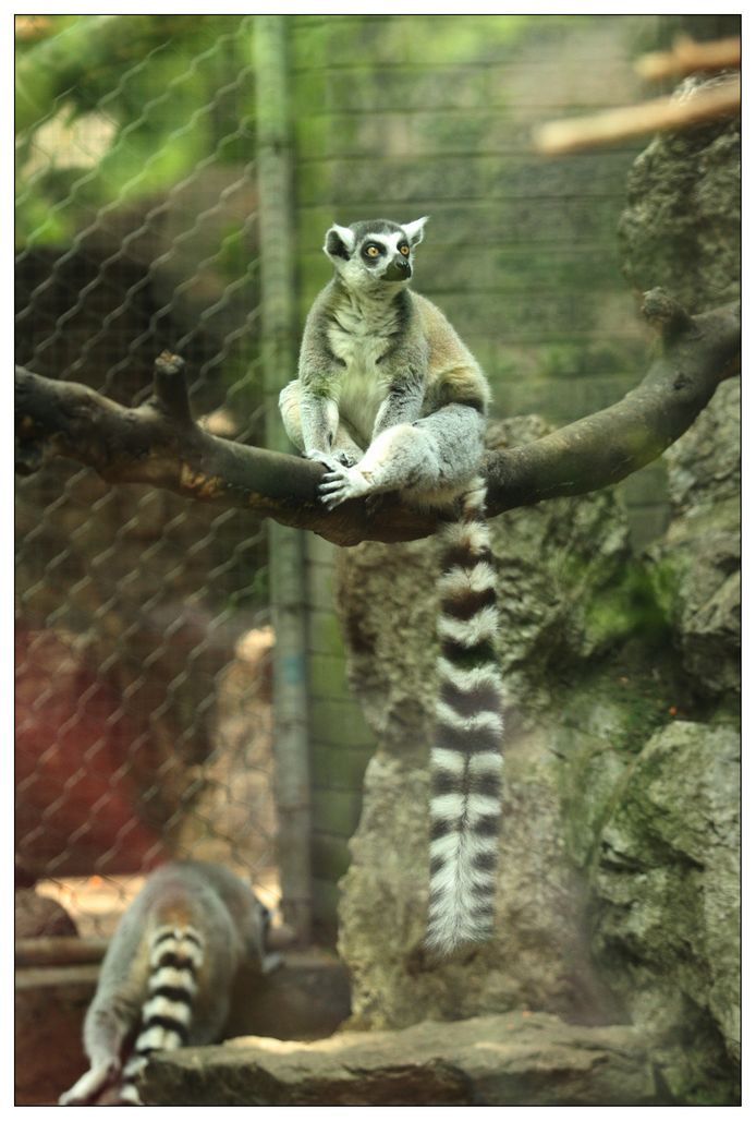 五一劳动节动物园掠影 祝大家节日快乐-路上见