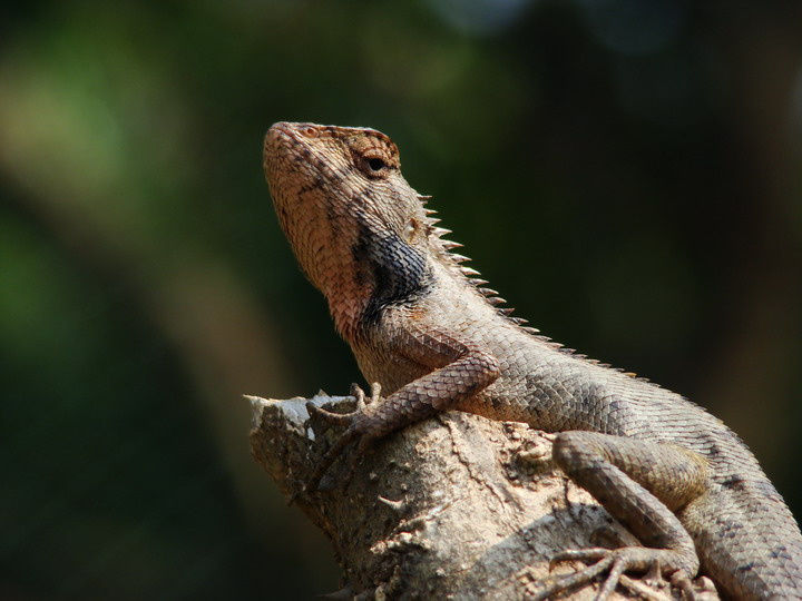 时尚宠物----蜥蜴