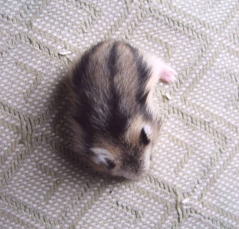 自家繁殖(非近亲)的仓鼠宝宝(图)--爱它就把它领回家-家有宠物-杭州19楼