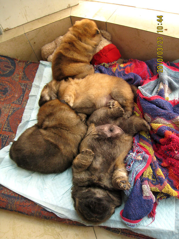 家养小松狮~卡哇伊~ 39楼持续更新~