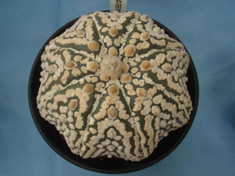 5月2日杭州第二届多浆植物展-居家生活-杭州1