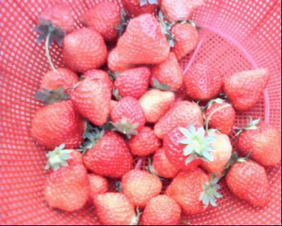 发愁啊,宝宝得了花粉症,好伤心-孩爸孩妈聊天室