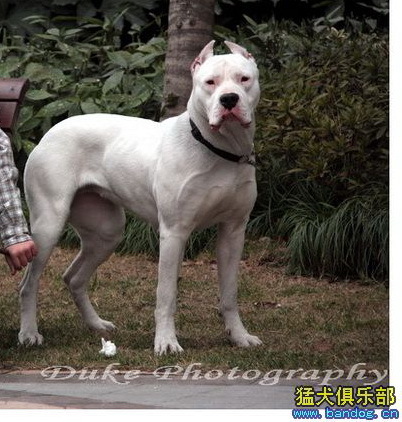 一窝阿根廷杜高犬冠军的后代