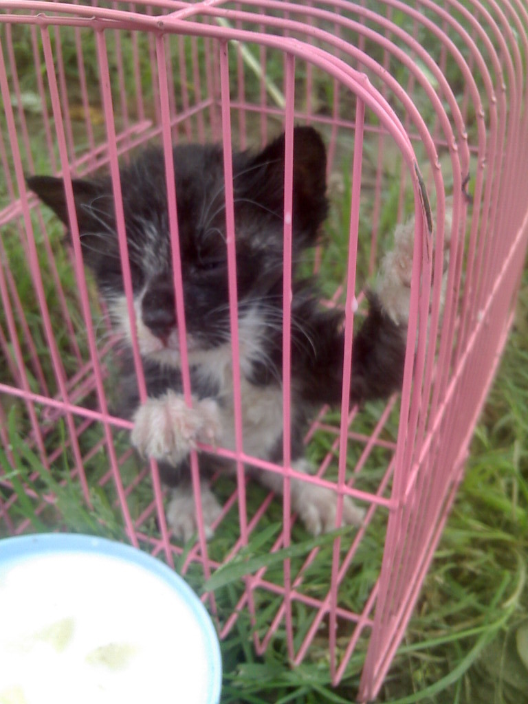 被抛弃的小猫崽。-中学教育论坛-杭州19楼